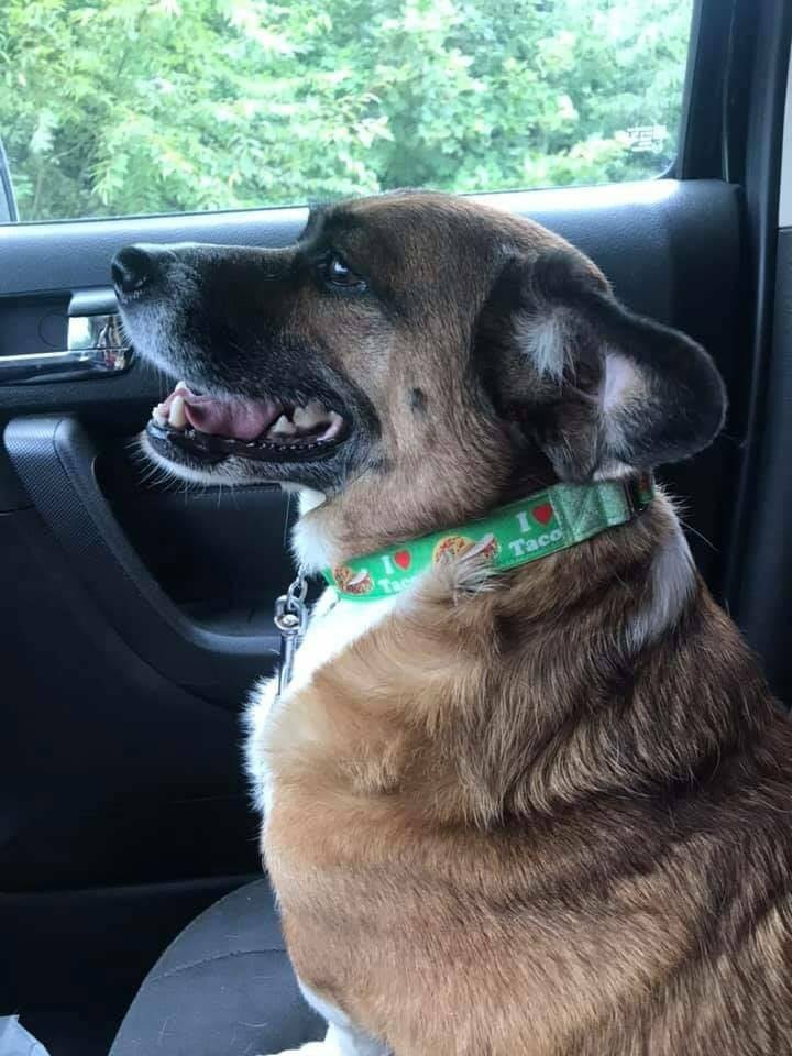 Taco is celebrating 'Cinco de Mayo' in his Taco Classy Collar!
wesewclassycollars.com 
Send us a PM for info!

#rescuedogs #adoptdontshop #todaypets #topdogphoto #bestwoof #mydogiscutest #dogsofinsta #petsofinsta #handmade #madeinusa