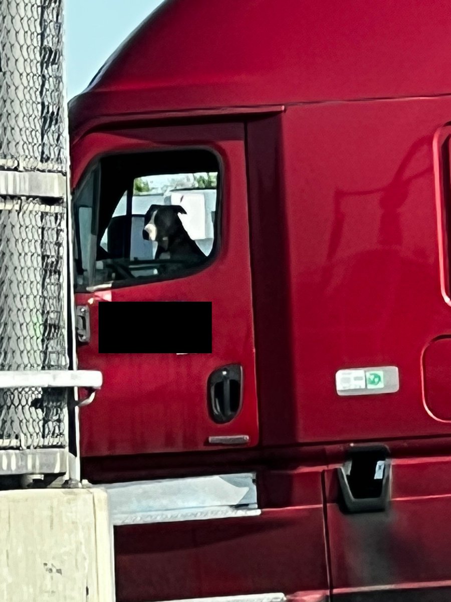 Saw this dog driving a Truck panicking because it caused a traffic jam going onto the highway. #TruckDriver #traffic #dog