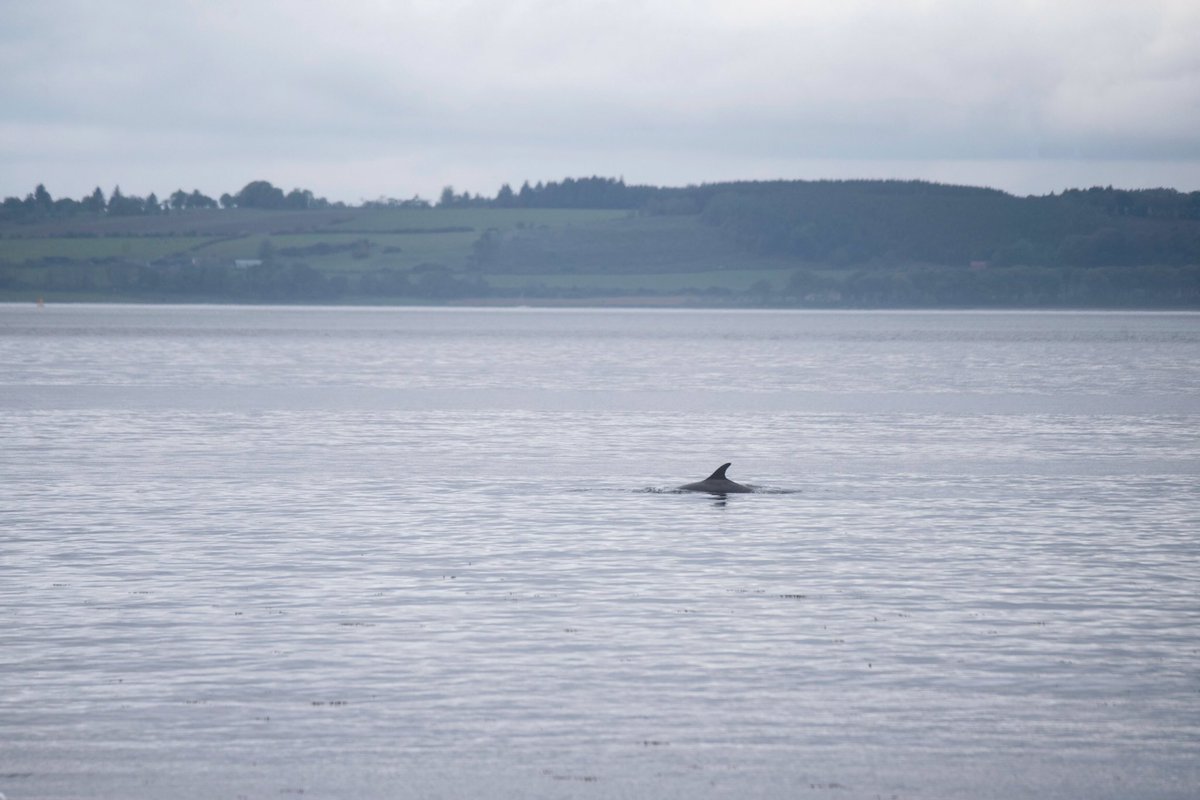 One of the Clyde’s dolphins off Largs this afternoon @BBCSpringwatch @HWDT_org @SeaWatchersUK @ScotWildlife @VisitScotland #wildlife #wildlifephotography #dolphin #firthofclyde #largs #scotland