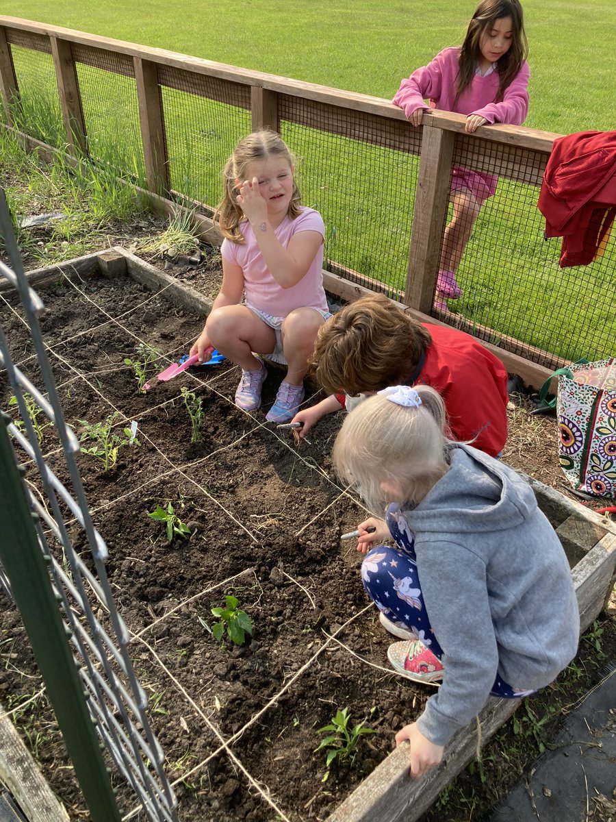 1st and 2nd graders hard at work planting at Noah’s Garden. Awesome team work. #nevadacubpride #schoolgarden