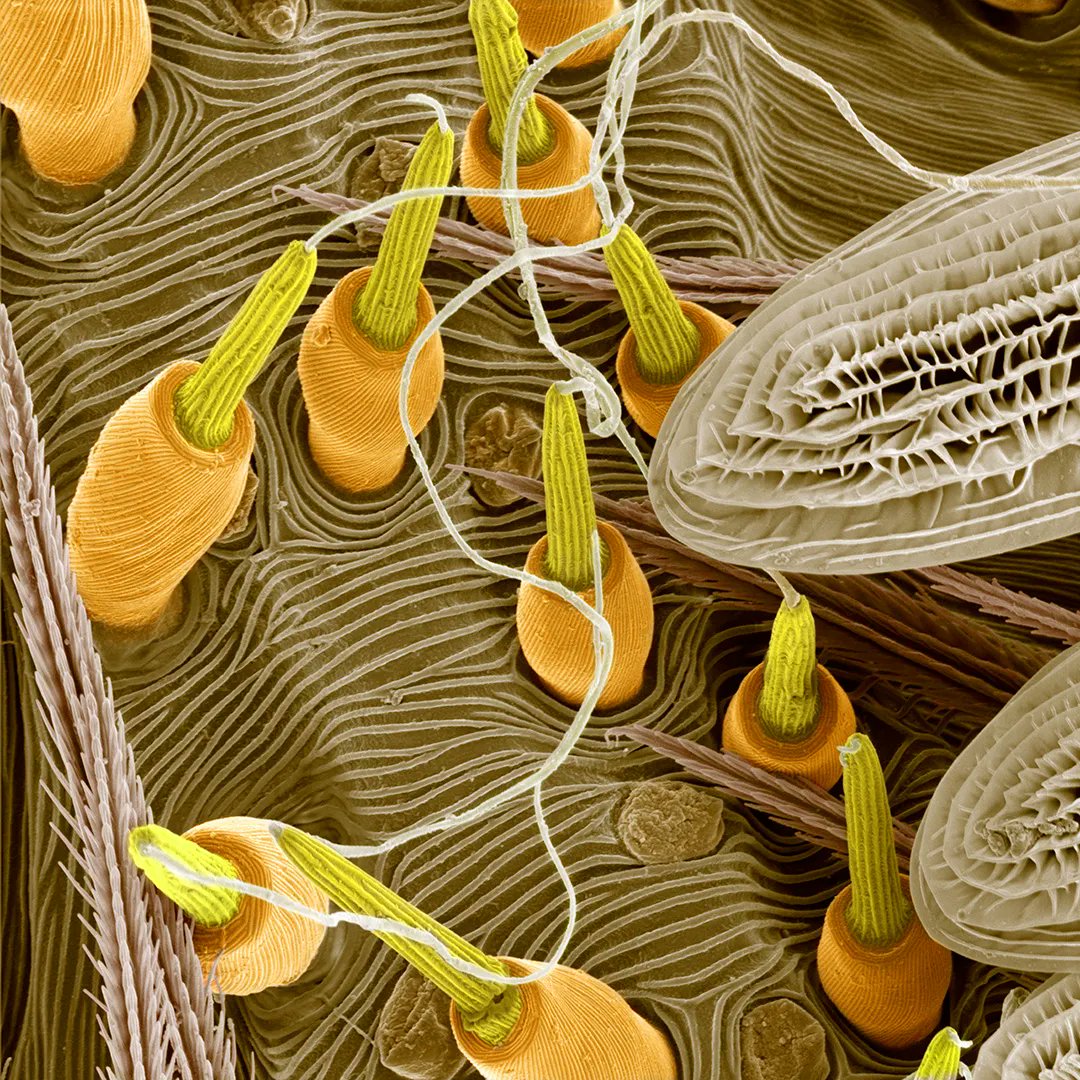 Microscopy Australia tweet media