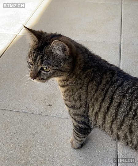 stmz_ch's tweet photo. #Chat #perdu https://t.co/myMnnSG3c6 2053 #Cernier femelle tigré Brun Beige/doré poils courts https://t.co/BuPm1TntrB