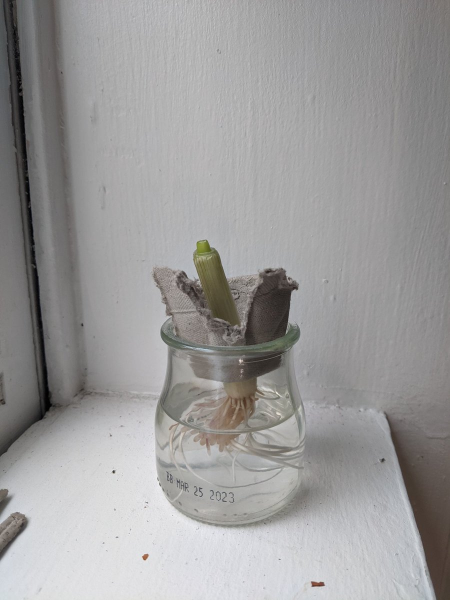 thecaseyching's tweet photo. Conference travel (!) means making sure the scallions have enough water while I'm gone.

Previously, with just a scallion in a jar with water and no modifications:
• Too much water -> moldy 
• Not enough water -> 🥵

New 💡: lifter that also reduces air-liquid interface https://t.co/EvE1ylzCer