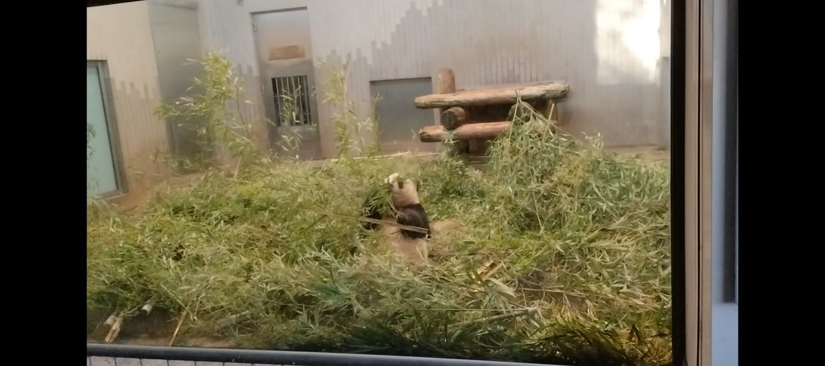 シャンシャン🐼🎋🍎が中国に旅立って昨日で3ヵ月だね
タケノコもぐもぐしてる動画でまたストップしちゃってるけど、だいぶ慣れて楽しめてるかなぁ？
シャンシャン🐼🎋🍎のペースでいこうね🍀
香香のしあわせいつも祈ってるよ🌈🍀
大好きシャンシャン💚
 #シャンシャン  #香香
 #雅安