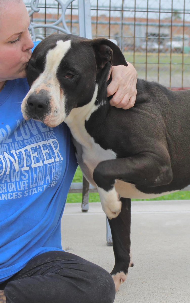 🆘RAMSAY
#A348473
🔥DIES 5/26🔥
B/c Shelter’s FULL😩
Shelter fav since Aug ‘22
Who NOW want him OUT
1 way or ⚰️😭
Beautiful🔸Sweet🔸Happy ‘zoomie’ Boy
He’s calm🔹loves to play🎾🧸
Snuggles face on kennel door, asks 4 petting💙
3.5 yrs RAMSAY’s👌🐕‍🦺
He’s saying plz #Pledge for ME🙏