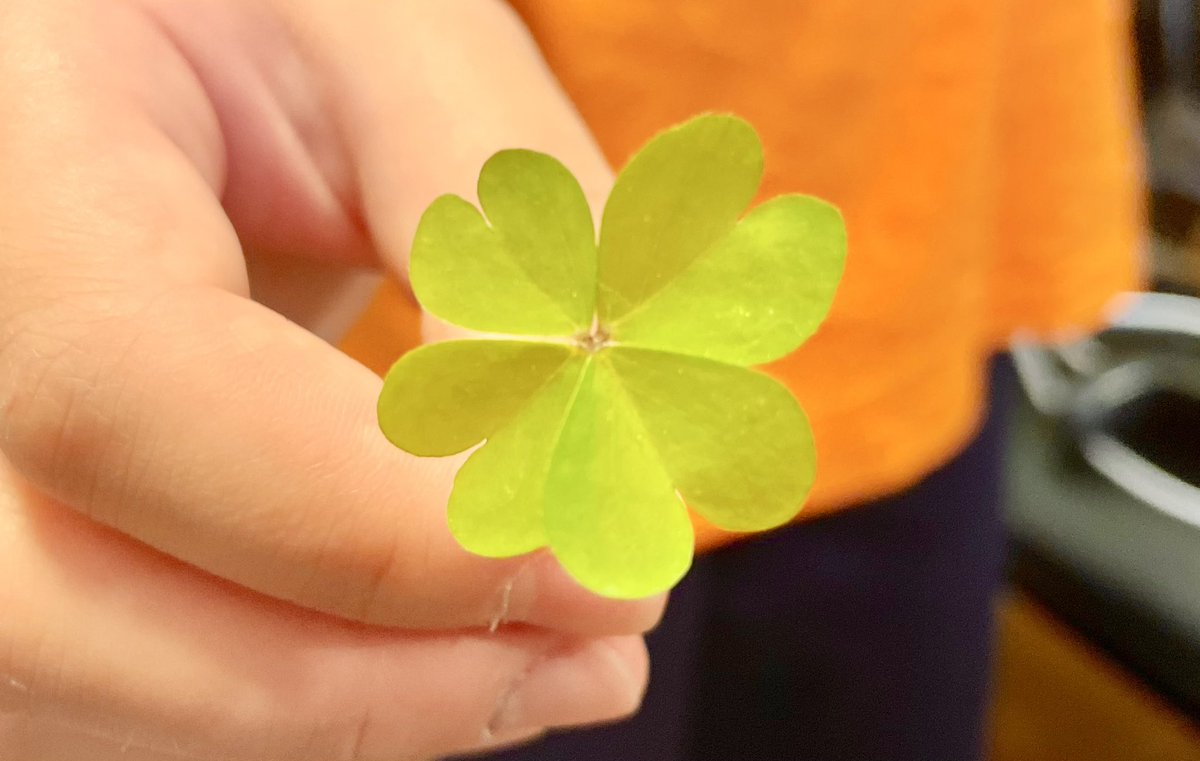 I have submitted my first album to distributor🎶 🤝Thank you very much for all your comments✨😊 I look forward to getting it to you. I will tweet again when presave is available! 🍀My son showed me his four-leaf clover. Very great timing!!