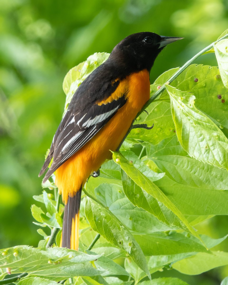 Manhattan Bird Alert on Twitter: "RT @CarenJahre: After being so