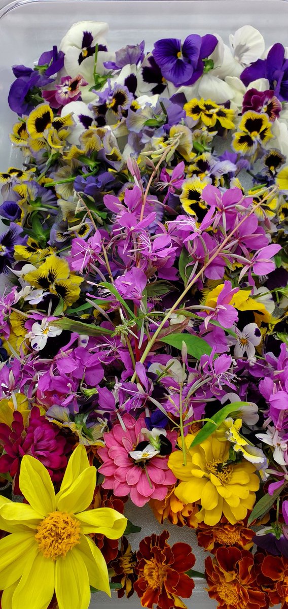 SpaceFarmingSFI's tweet photo. We are rocking research into hydroponic #edibleflowers. Colors are beautiful after a long dark winter. Our #Fireweed research is exciting and tasty. Love #FireweedTea. Today or Borage have burst into bloom! Big Congratulations to #ChefAmy at #ANMC. Not your typical hospital food! https://t.co/nTD9JJdyhm