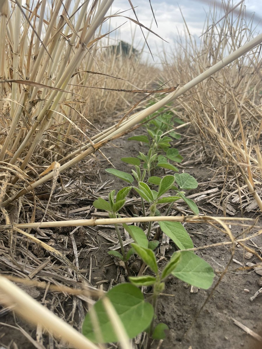 JustinGoeckner's tweet photo. @Vittetoe761 Do this with all our corn but decided to experiment with 30” soybeans this year https://t.co/vbyJuH1gpK
