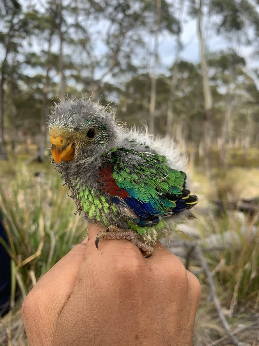 teamswiftparrot's tweet photo. Swift parrot looking cute https://t.co/l55rxl3ah2