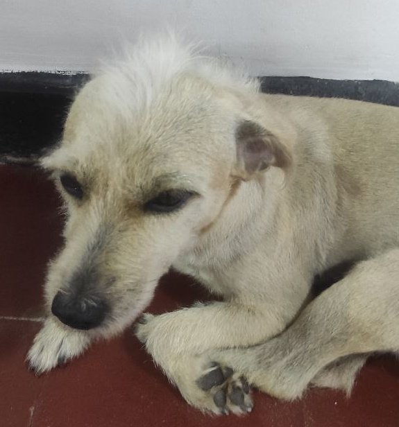 Suncita_xd's tweet photo. Mi perrito anda en malos pasos 😔🫨🆘 https://t.co/6oGfAEw91i