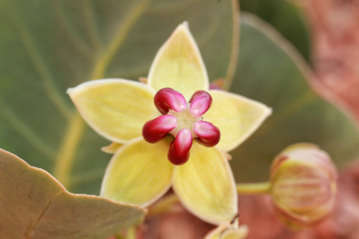 Asclepias ruthiae and Asclepias pallida, two gorgeous milkweeds!