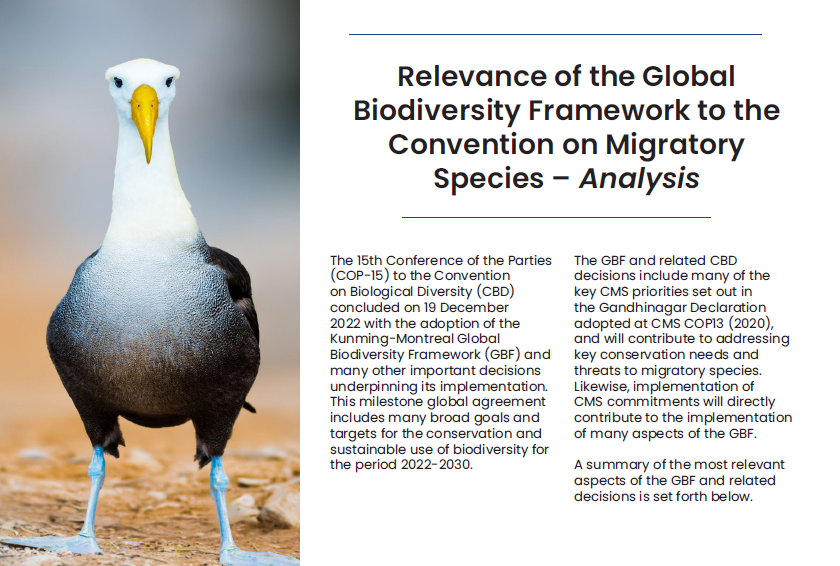 On #BiodiversityDay, learn more about the relevance of the Global Biodiversity Framework to the Convention on Migratory Species.

Implementing the #KMGBF will contribute to addressing key conservation needs and threats to migratory species.

Our factsheet: cms.int/en/publication…