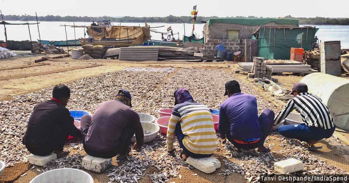 IndiaSpend's tweet image. Even when there is a #cyclone warning, fishers in Jakhau in #ClimateHotspot Kutch risk lives venturing into the sea &amp;amp; getting penalised so as to save labour costs. Repeated weather disturbances have cut down their fishing season from 9 to 6-7 months indiaspend.com/indias-climate…