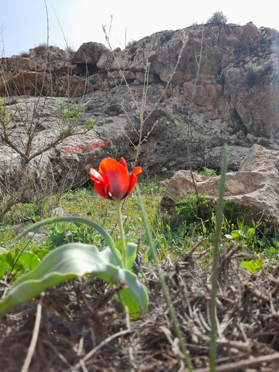 Tulipa micheliana Mashhad,khorasan Razavi, Iran April 2023 Altitude:1580 m #Iran #plants #tulips