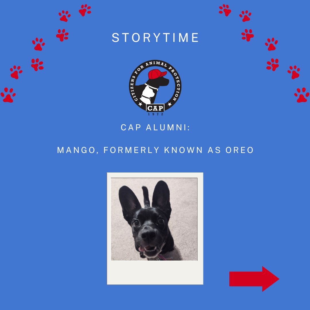 CAP4pets tweet media