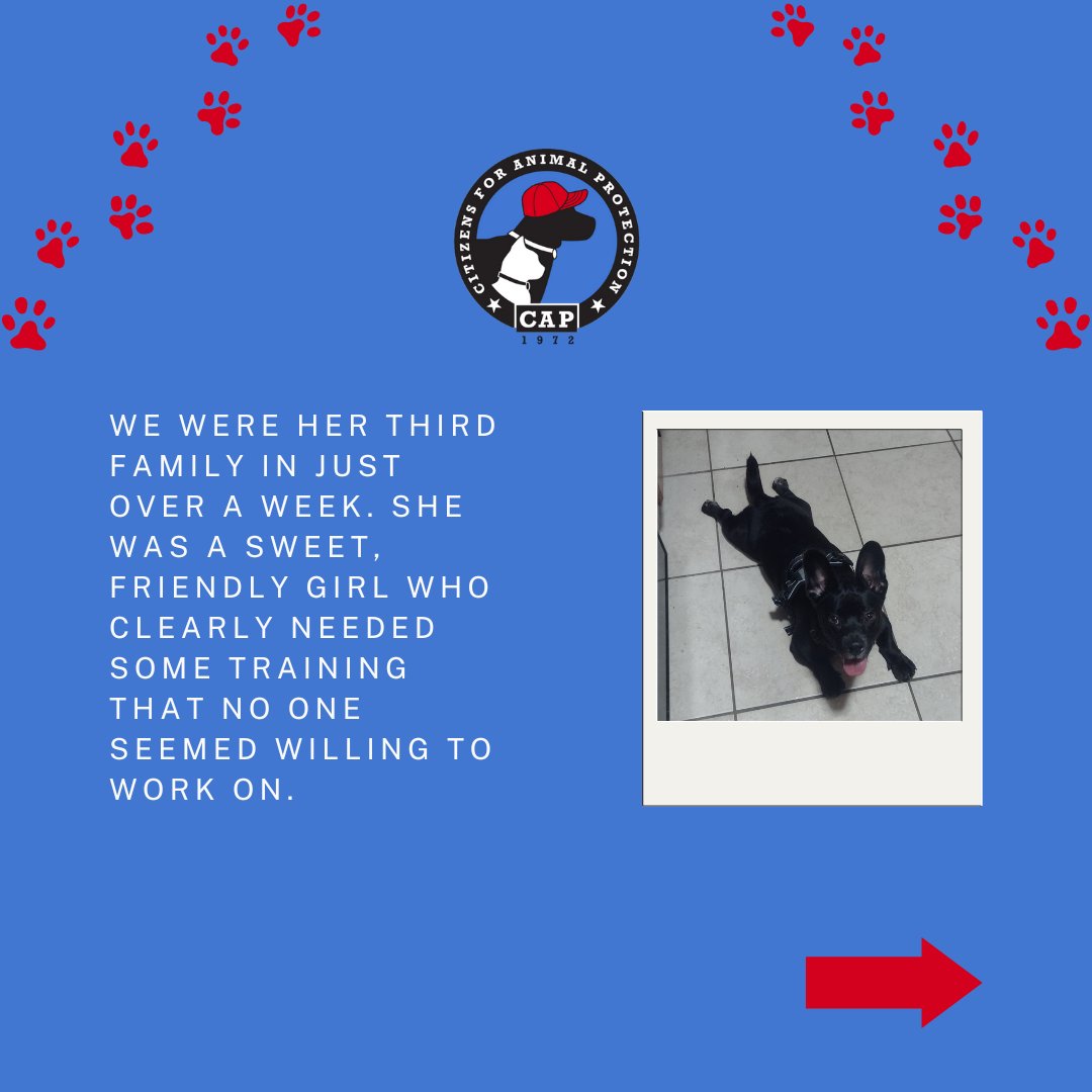 CAP4pets tweet media