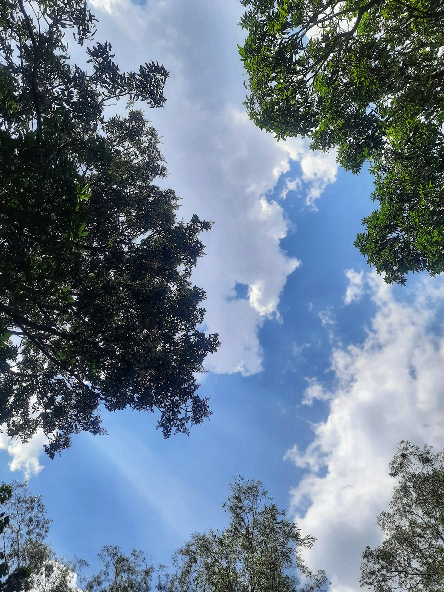 Kanak__Mtc's tweet photo. World Biodiversity Day ; 
Theme : From Agreement to Action: Build Back Biodiversity . @moefcc
@MongabayIndia @MeerutForest @UpforestUp @upculturedept @thebetterindia @bsi_moefcc @wii_india @wii_eiacp https://t.co/cpProjN5G6