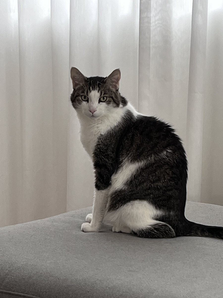 JaredBarboza's tweet photo. Maybe it��s just me, but the Twitter-verse seems a bit harsh. To level it out a little, here’s my contribution with Mr. Stinkypants giving his best Blue Steel. https://t.co/9p1C3mumXw