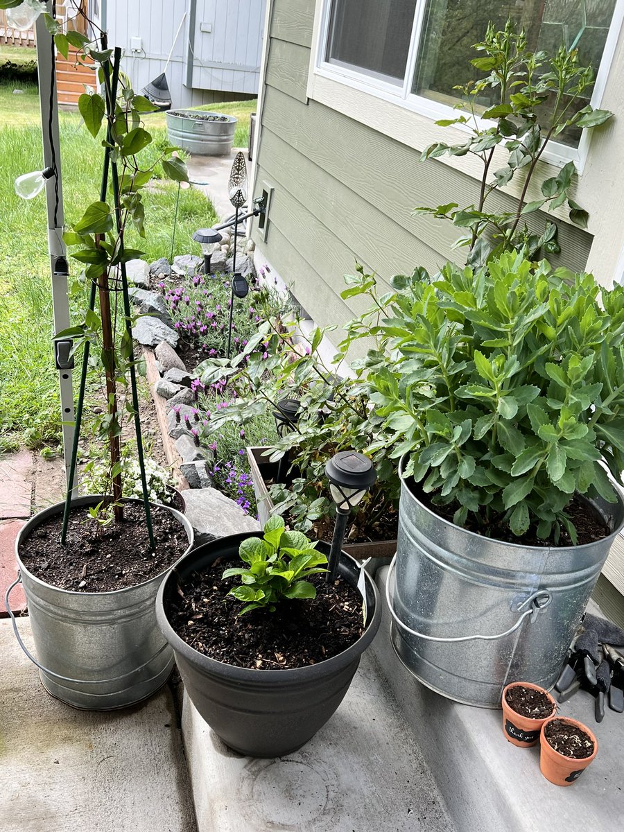 RoadQueen1967's tweet photo. Spent the afternoon working in the yard, itโs quite a bit cooler today & it was perfect for getting our hands dirty! Planted strawberries, clematis, geraniums, our seedlings of peppers, onions, & tomatoes. Our squash & purple string beans are coming up too! #pnwspring #pnwgarden https://t.co/5PqFgCg6Ex
