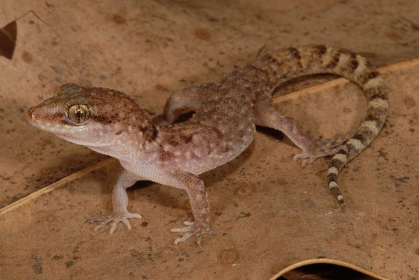 reptilemanaust's tweet photo. Yes, this is another genus fixed up by the Snakeman Raymond Hoser a few years back.
The animal depicted is from Batchelor, NT, from a recent field trip. Get the paper at:
https://t.co/zWnCxHKPu7
#heteronotia https://t.co/QRy4WVKX8J