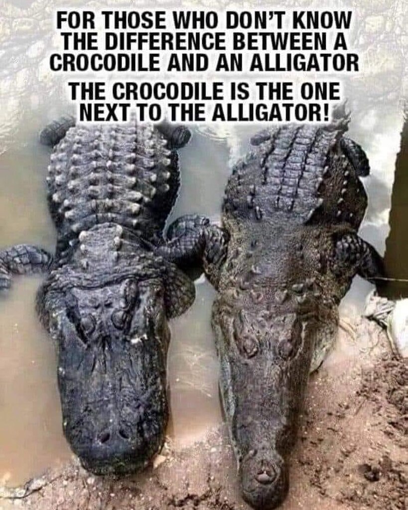 bearbottom307's tweet photo. If it’s been a while, Crocodile, since you visited #bearbottom307 don’t wait until later, Alligator! Make plans for #memorialdayweekend with the return of #livemusic #centennialwy https://t.co/h7BnSsvHEV https://t.co/ZBeQ3kSgUb