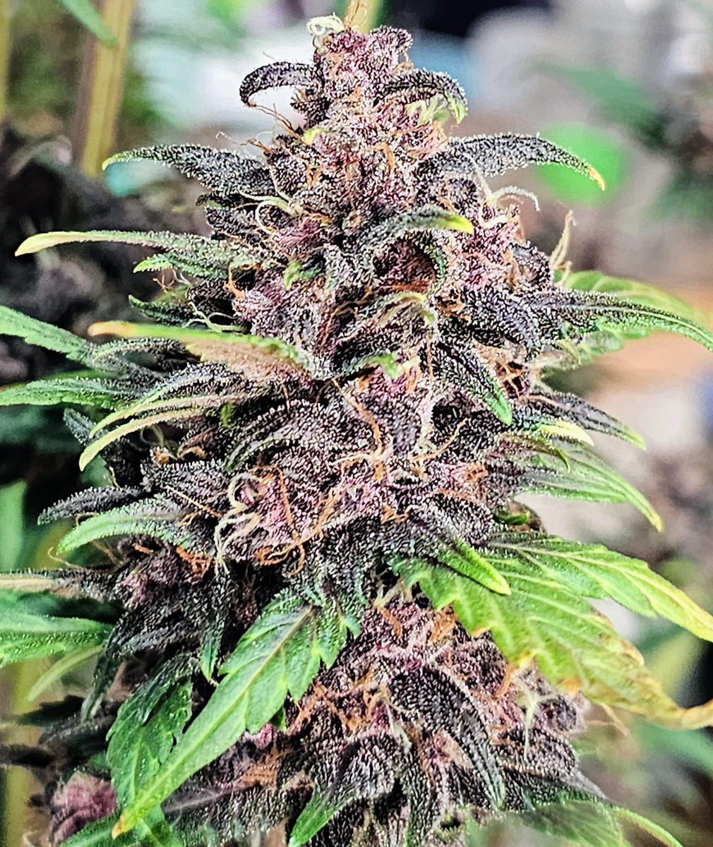 VaGrownExotics's tweet photo. The last banana 🍌 Purple Punch 🥊 from @Fast_Buds all trimmed up and ready for cure! #autoflower #Fastbuds #Growyourown #Cultivar #Garden #Purple #Spiderfarmer #Vivosun #Frosty #Trim #Buds #fabricpot #organicfarming https://t.co/1jY2tRiaFS