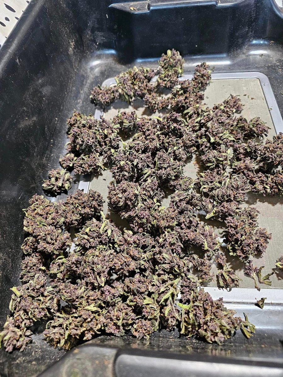 VaGrownExotics's tweet photo. The last banana 🍌 Purple Punch 🥊 from @Fast_Buds all trimmed up and ready for cure! #autoflower #Fastbuds #Growyourown #Cultivar #Garden #Purple #Spiderfarmer #Vivosun #Frosty #Trim #Buds #fabricpot #organicfarming https://t.co/1jY2tRiaFS