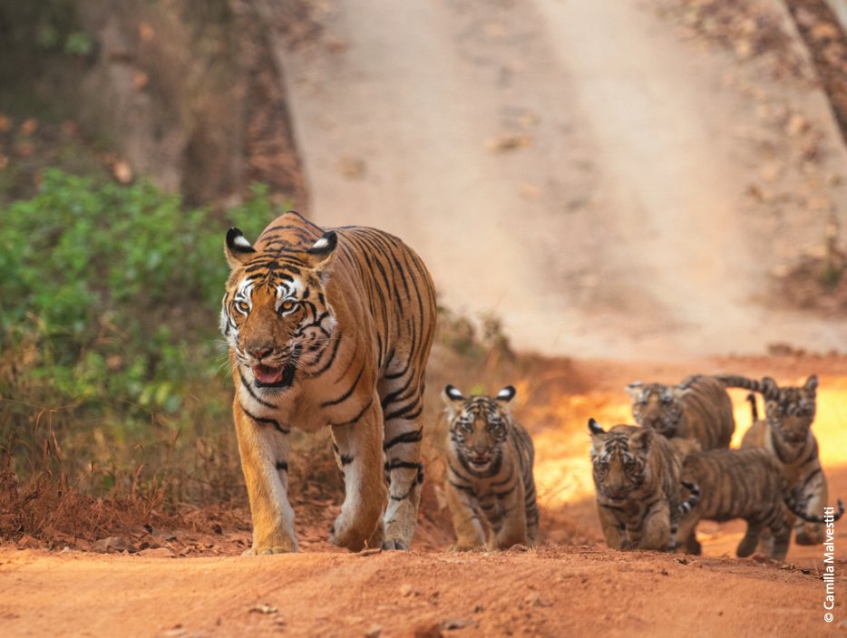 Happy #BiodiversityDay2023 By protecting #tigers we save diverse #ecosystems home to myriad species of flora & fauna.  #TigerConservation also preserves areas of biological importance. #DYK #India is home to 70% of the global tiger population! #InternationalBiologicalDiversityDay