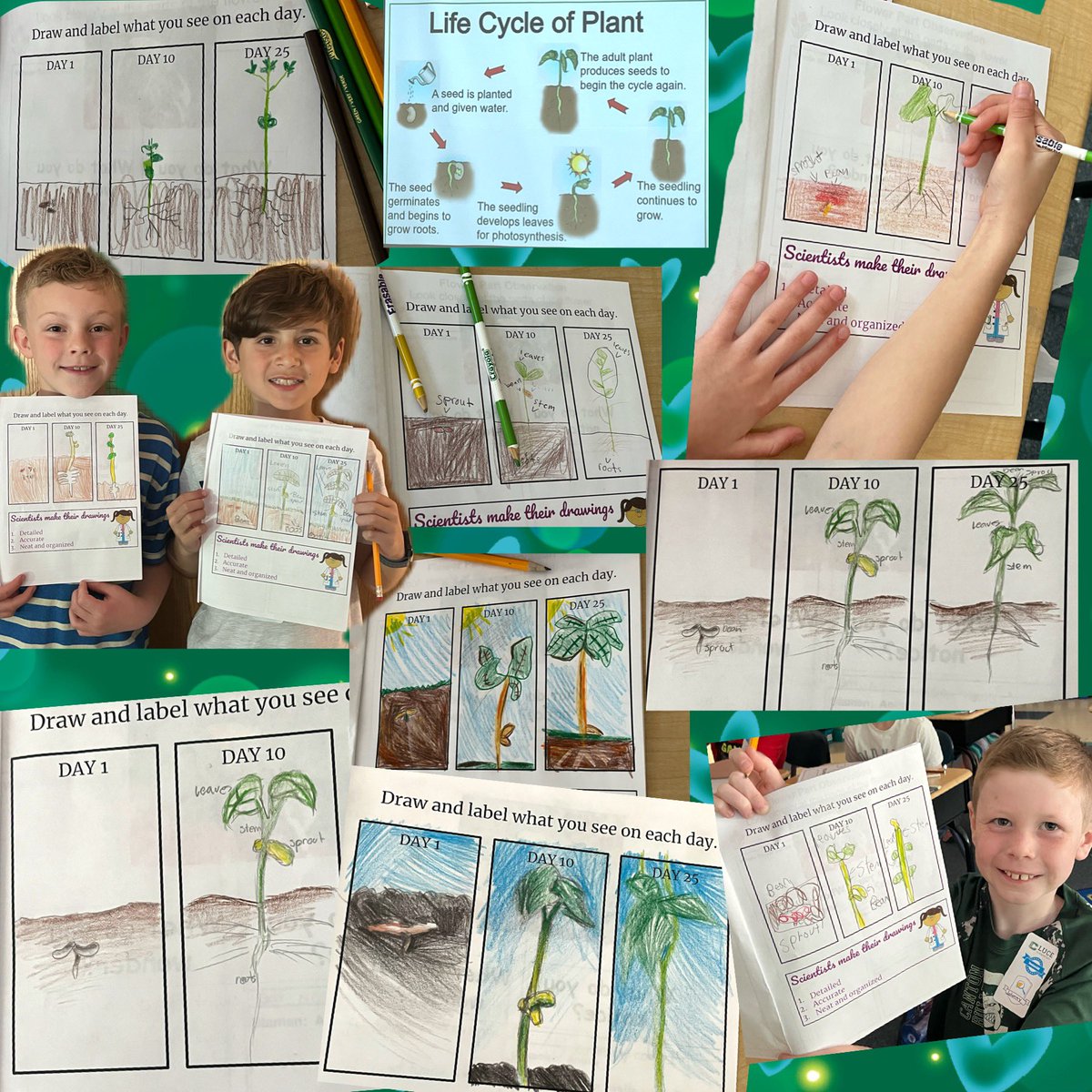 MrsWoodland3rd's tweet photo. 3rd Grade Botanists 🪴 create scientific drawings with great details! @cpssteam https://t.co/3ADprYUp6e