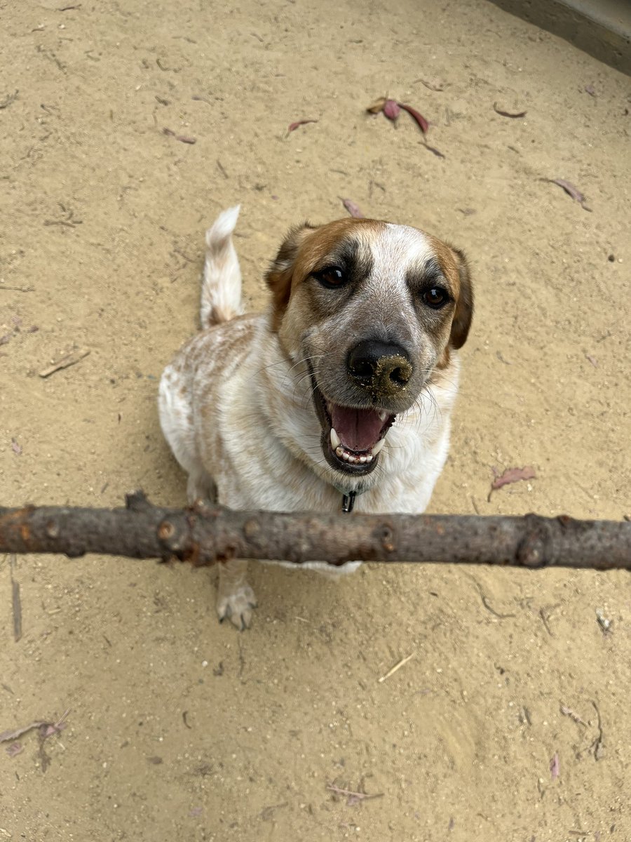 Patata polifacética