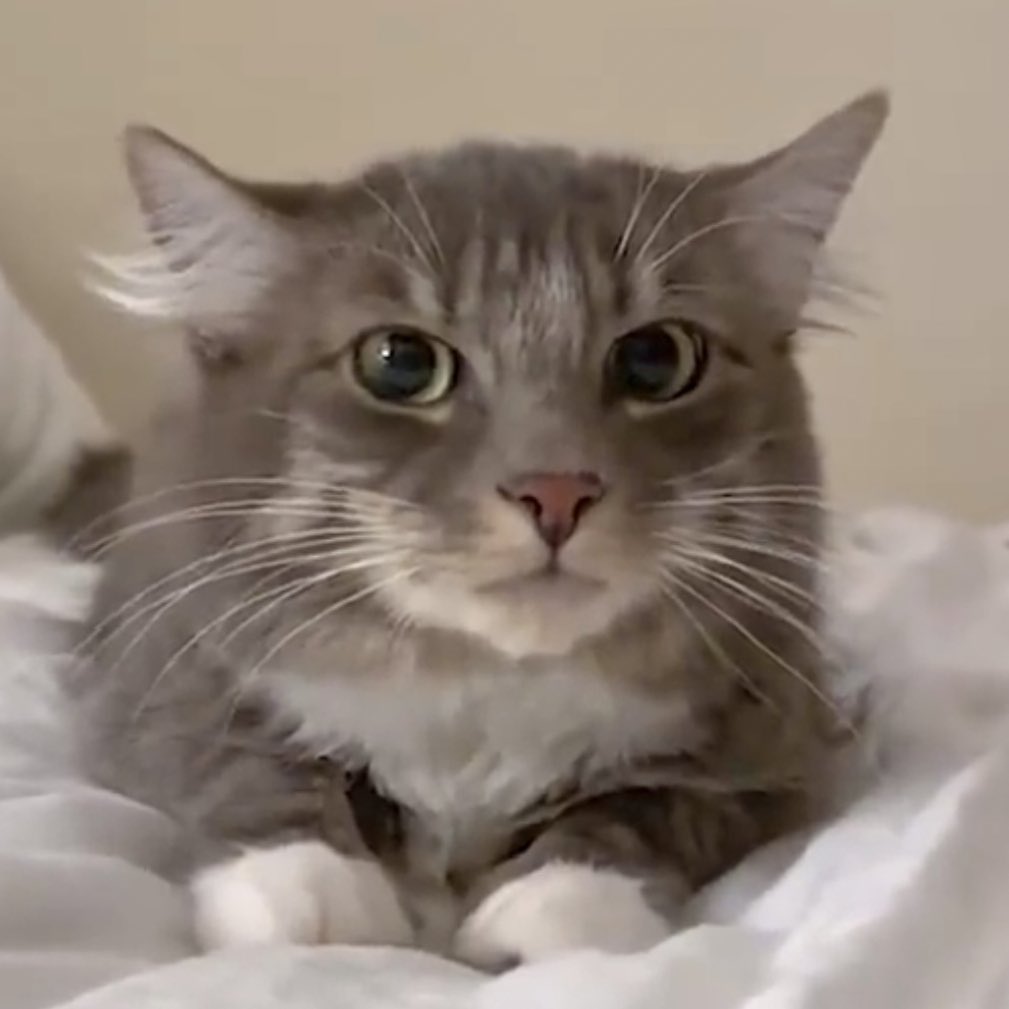 cutecatsquirrel's tweet image. this cat got severe taehyun's face 🐱