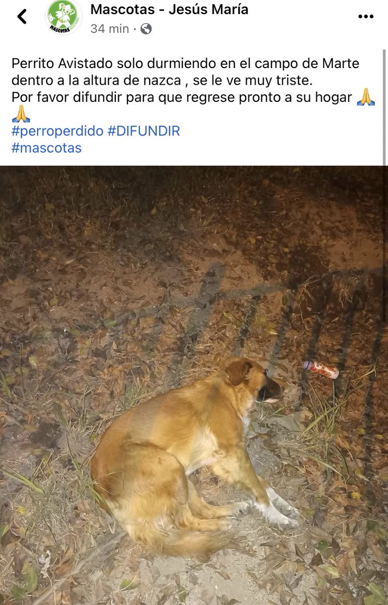 jroca2009's tweet photo. #compartir Perrito abandonado en Campo de Marte, luce triste y parece cansado, no se mueve del lugar / Jesús María https://t.co/GPsJfyD8LN