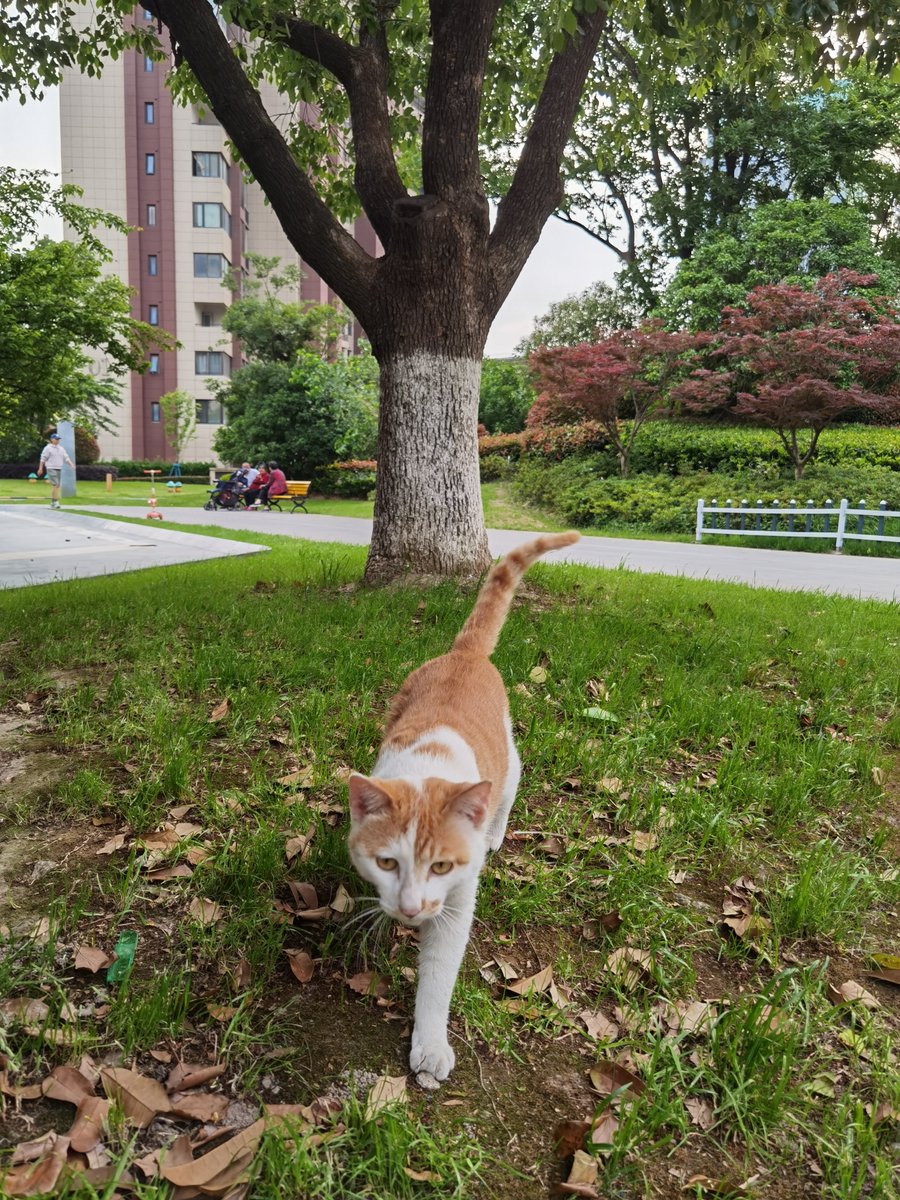 shihuiwen's tweet photo. 猫咪可以治愈焦虑的你  Cats can heal anxious you  #kitten #pet #cute #猫咪 #宠物 #anxiety #cure #FineFaunart #love #爱心 https://t.co/5U061jHMTJ