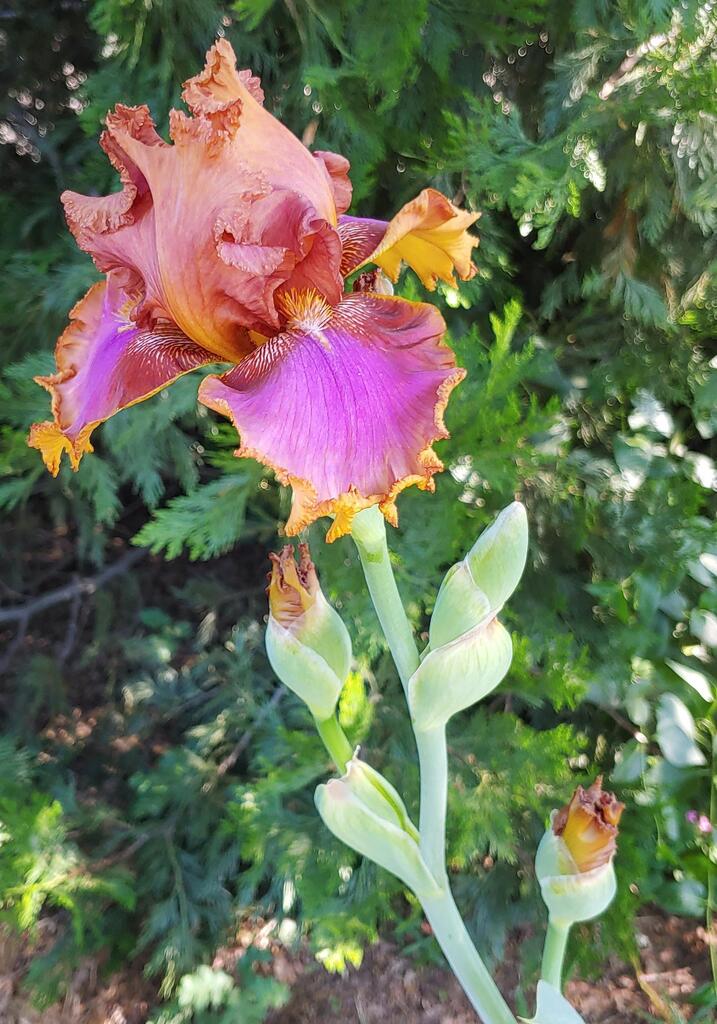 My iris bloomed today. Click here to signup for awesome gardening tips: bit.ly/2SfI4n0