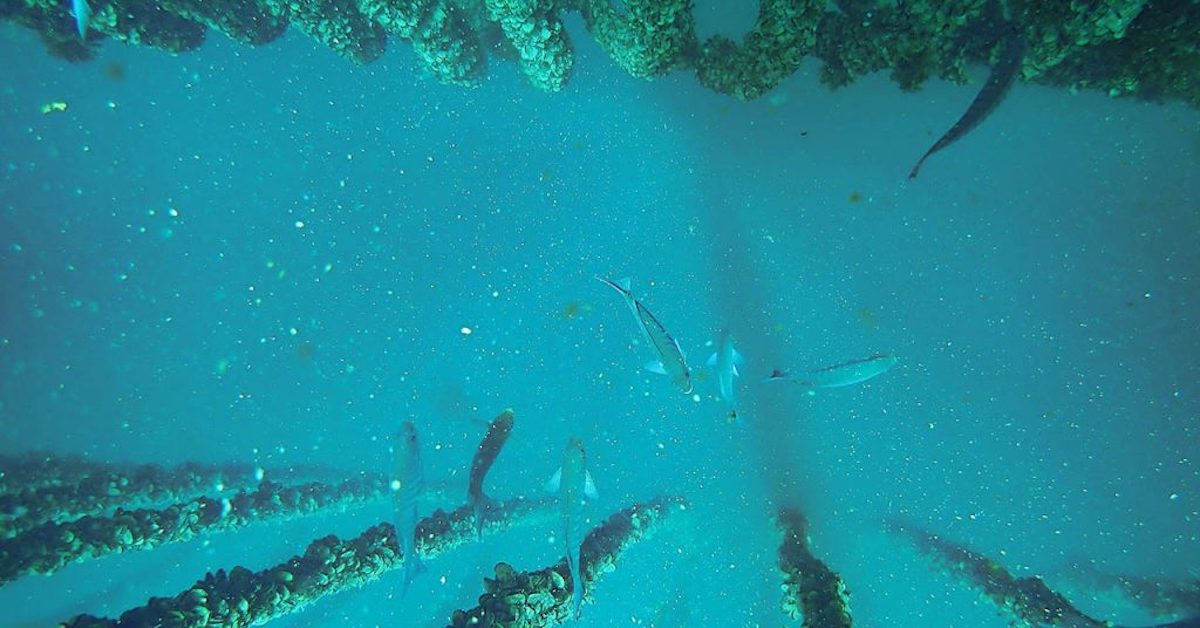 RT AucklandUni "New research shows that mussel farms may have a helpful spin-off effect and act as nurseries for baby fish. 🐟
Read more about the work of <a href="/ScienceUoA/">Faculty of Science, University of Auckland</a> PhD candidate Lucy Underwood and Professor Andrew Jeffs on our website: … "