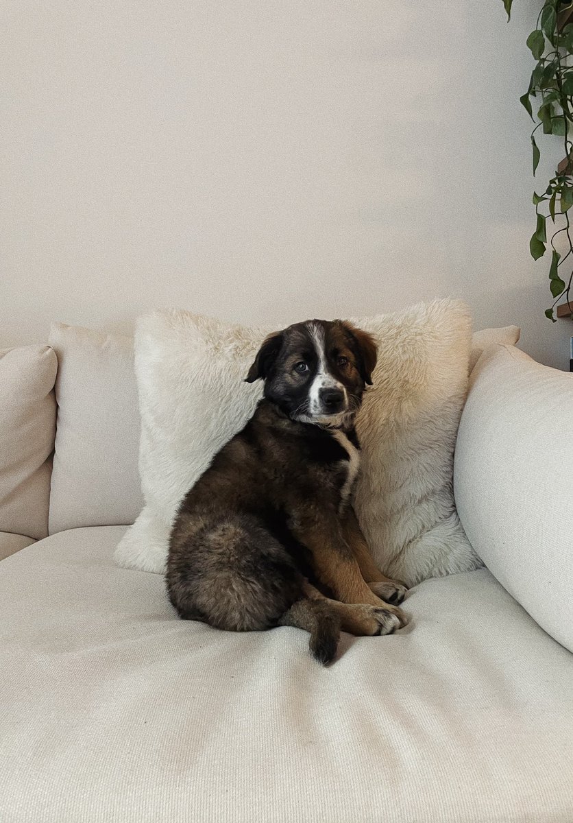 willlenzen's tweet photo. Meet Suki https://t.co/8DDzn7zk0p
