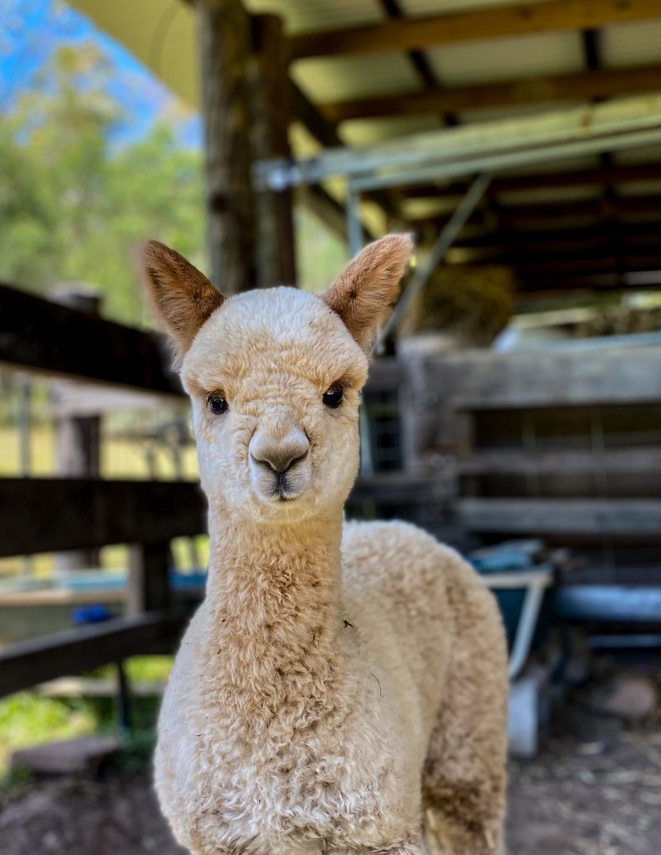 LVF_alpacas's tweet photo. Instagram is down… so here’s a pics of our beautiful alpacas https://t.co/Fbv35lTMwJ