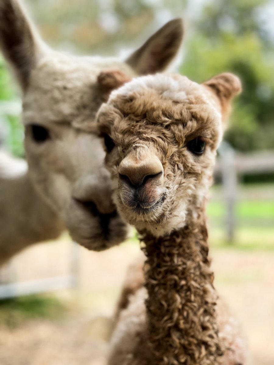 LVF_alpacas's tweet photo. Instagram is down… so here’s a pics of our beautiful alpacas https://t.co/Fbv35lTMwJ