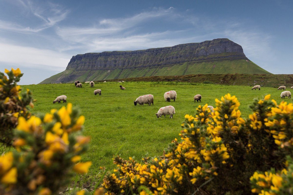 Sheep grazing by Benbulben Mountain in #Ireland