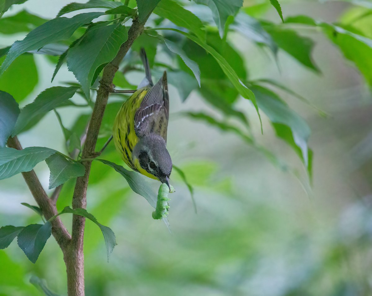 Eric Balcanoff tweet media