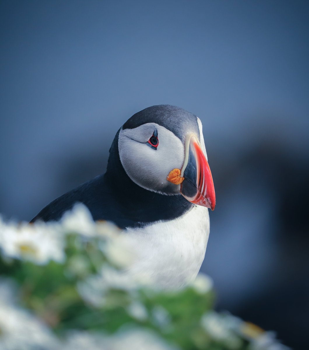 RBendova's tweet photo. Puffin in Iceland 🇮🇸

#iceland #puffin #visiticeland https://t.co/SquT4rUD8j