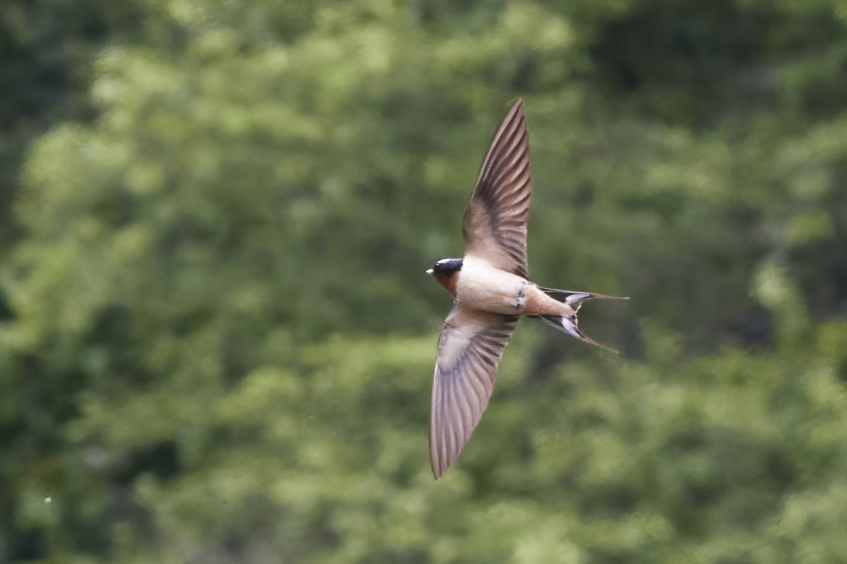 Fast flier! Barn swallow at Central Park's Pool