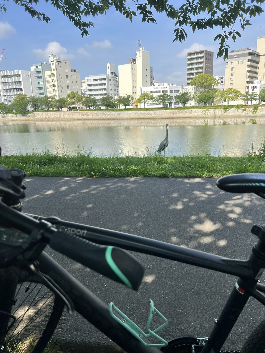 Asa_hiroshima's tweet photo. やっと戻ってきた日常
少し寂しいような、ほっとしたような https://t.co/UPO6lUIDWO