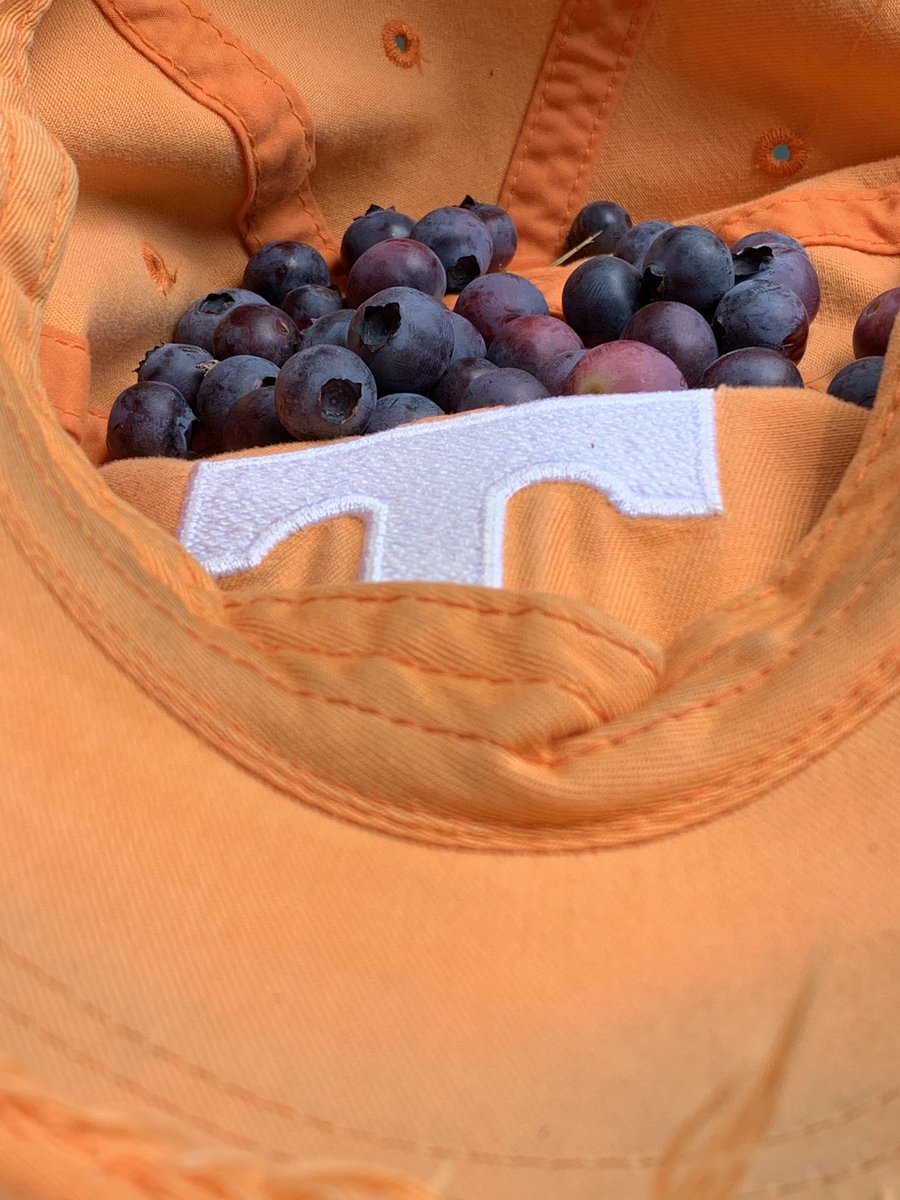 talltalestogo's tweet image. Blueberry tithe

Pass the tattered cap /
this Sunday morning, collect /
your blueberry tithe.
.
.
#tithe #blueberry #Sunday #cap #collect #photo #poem #haiku #poetry #oldnorthknoxville #davidebooker #May #052123 #2023