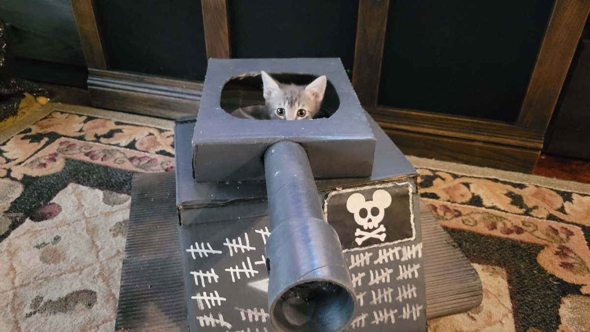 Flow30041's tweet photo. New batch of recruits for the #CatTank! Is he driving or manning the gun?? https://t.co/1KZNsUWw4K