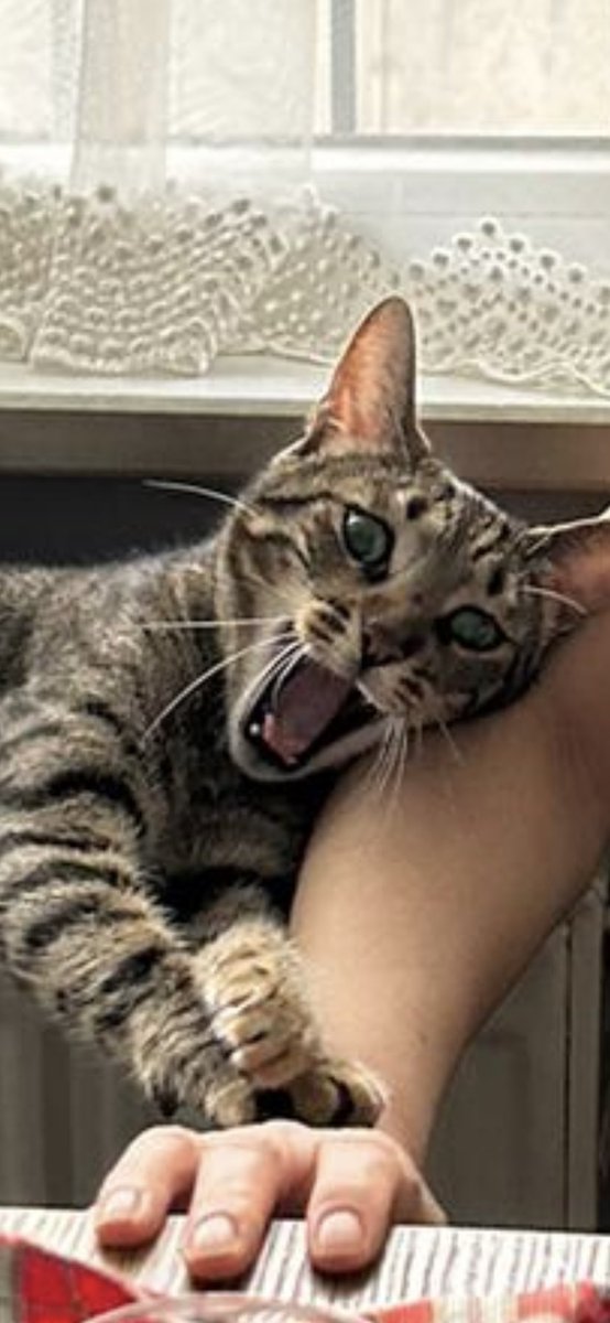 #instagramçöktü 
Instagram çökünce kedim