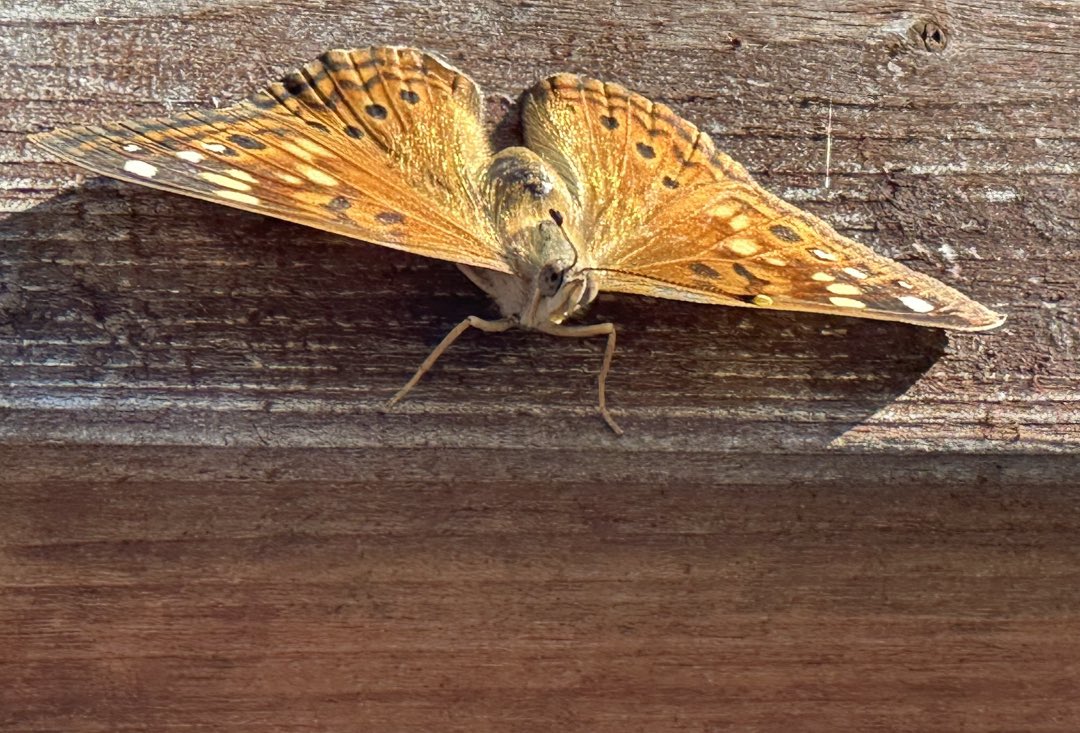 Matt Stalley tweet media