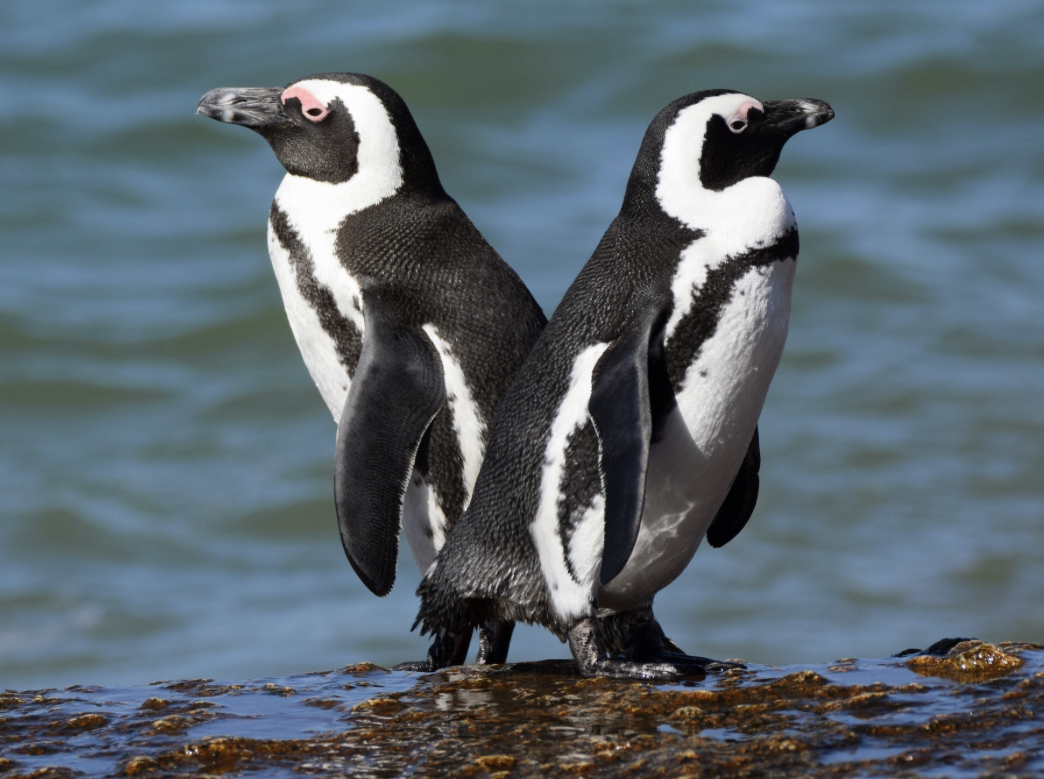 A solution to aid African Penguins is to work with fishing industries to use better practices to prevent the bycatch of African Penguins in their fishing nets #39canimals #savetheafricanpenguin #PenguinAwarnessDay #penguin #africanpenguin #saveseabirds