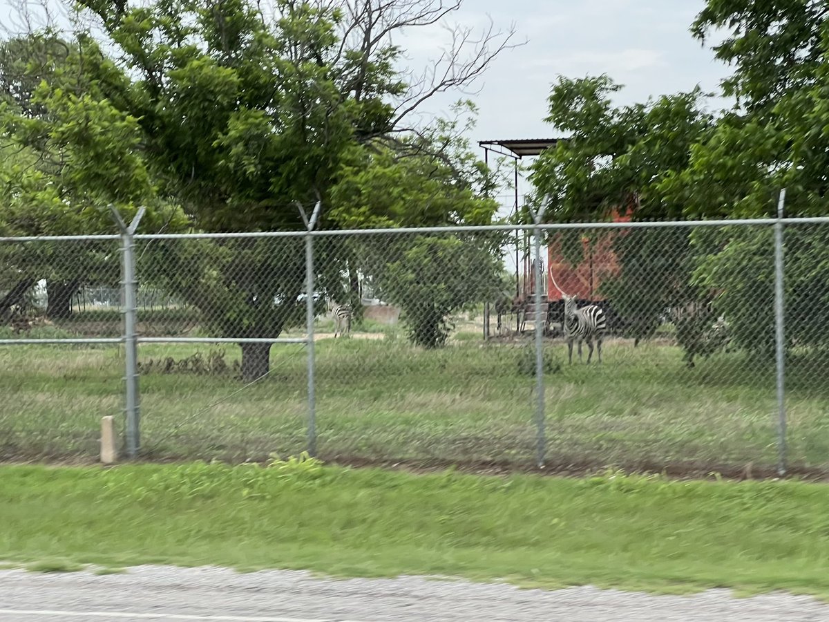 Grace Liu on Twitter "Seen a lot of cool wildlife in Yellowstone this